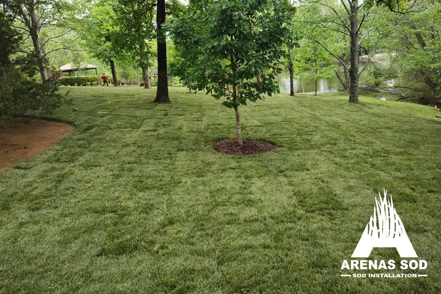 Fescue Sod Installation for a Fresh Green Lawn