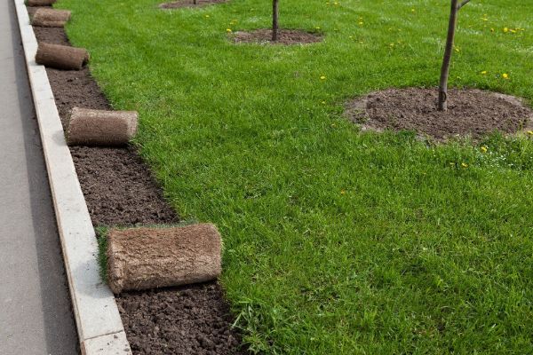 prepare yard for sod