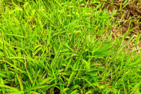 Zoysia sod Tulsa