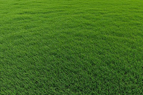 Fescue sod Tulsa